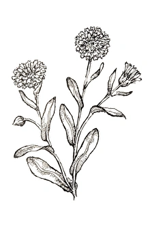 Black and white illustration of Calendula officinalis (Pot Marigold), plant with edible leaves and flowers Black and white illustration of Calendula officinalis (Pot Marigold), plant with edible leaves and flowers