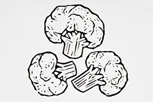 Black and white illustration of cauliflower florets Black and white illustration of cauliflower florets