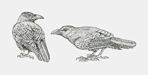 Black and white illustration of two Common Raven (Corvus corax) Black and white illustration of two Common Raven (Corvus corax)