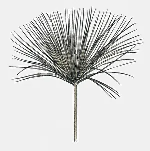 Black and white illustration of Cyperus papyrus (Papyrus Sedge or Paper Reed) Black and white illustration of Cyperus papyrus (Papyrus Sedge or Paper Reed)