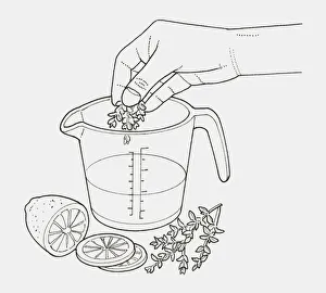 Black and white illustration of hand adding thyme to heatproof jug of water Black and white illustration of hand adding thyme to heatproof jug of water