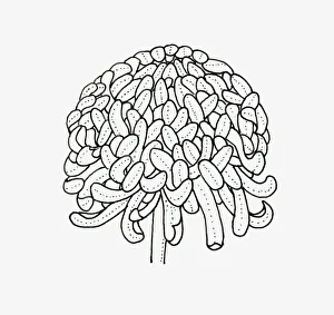 Black and white illustration of irregular incurve Chrysanthemum flower head Black and white illustration of irregular incurve Chrysanthemum flower head