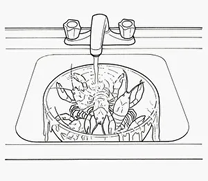 Black and white illustration of keeping crayfish alive in large bowl under running water Black and white illustration of keeping crayfish alive in large bowl under running water