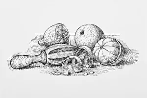 Black and white illustration of old fashioned juicer with oranges, peel, pips, and sliced lemon Black and white illustration of old fashioned juicer with oranges, peel, pips, and sliced lemon