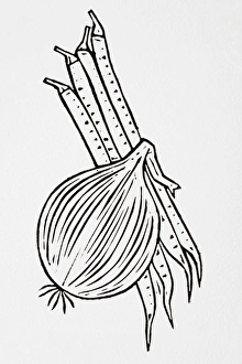 Black and white illustration of onion and runner beans Black and white illustration of onion and runner beans