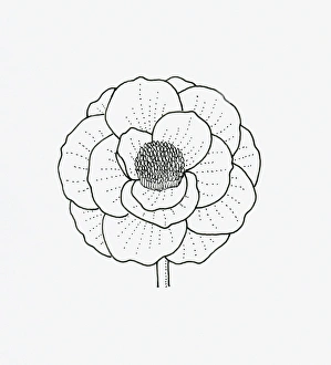 Black and white illustration of papaver (poppy) flower head Black and white illustration of papaver (poppy) flower head