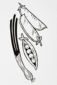 Black and white illustration of pea pods and spring onion Black and white illustration of pea pods and spring onion