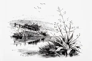 Black and white illustration of plants growing on riverbank in countryside and birds flying above Black and white illustration of plants growing on riverbank in countryside and birds flying above