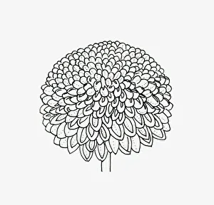 Black and white illustration pompon Chrysanthemum flower head Black and white illustration pompon Chrysanthemum flower head