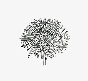 Black and white illustration of quill Chrysanthemum flower head Black and white illustration of quill Chrysanthemum flower head