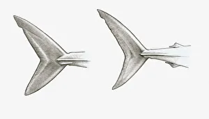 Black and white illustration of two shark tail fins, single-keeled tail of Mako shark Black and white illustration of two shark tail fins, single-keeled tail of Mako shark