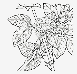 Black and white illustration showing how to spray pest control liquid from nozzle on rose rust below Black and white illustration showing how to spray pest control liquid from nozzle on rose rust below