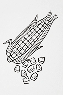 Black and white illustration of sweetcorn Black and white illustration of sweetcorn
