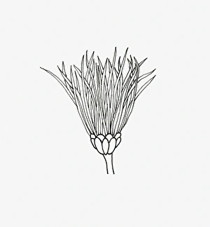 Black and white illustration of thistle Chrysanthemum flower head Black and white illustration of thistle Chrysanthemum flower head