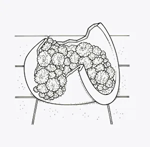Black and white illustration of using broken pot to plant Sempervivum (Houseleek) Black and white illustration of using broken pot to plant Sempervivum (Houseleek)