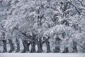 Black and White Image of Snow on Trees in Winter Black and White Image of Snow on Trees in Winter