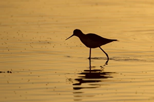 Black-winged stilt -Himantopus himantopus-, Etosha National Park, Namibia, Africa Black-winged stilt -Himantopus himantopus-, Etosha National Park, Namibia, Africa