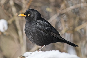 Blackbird -Turdus merula-, male, foraging for food in the snow, Untergroningen, Abtsgmuend, Baden-Wurttemberg, Germany Blackbird -Turdus merula-, male, foraging for food in the snow, Untergroningen, Abtsgmuend, Baden-Wurttemberg, Germany