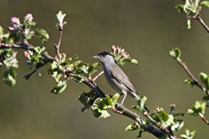 Blackcap (Sylvia atricapilla), male in an apple tree, Germany, Europe Blackcap (Sylvia atricapilla), male in an apple tree, Germany, Europe