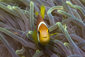 Blackfinned Anemonefish or Maldives Anemonefish -Amphiprion nigripes-, clownfish Blackfinned Anemonefish or Maldives Anemonefish -Amphiprion nigripes-, clownfish