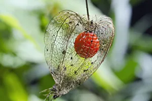 Bladder cherry, Chinese lantern -Physalis alkekengi franchetii Orange-, ripe fruit, Bavaria, Germany, Europe Bladder cherry, Chinese lantern -Physalis alkekengi franchetii Orange-, ripe fruit, Bavaria, Germany, Europe