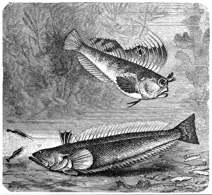 Blennius ocellaris (Butterfly blenny) and The greater weever (Trachinus draco) Blennius ocellaris (Butterfly blenny) and The greater weever (Trachinus draco)