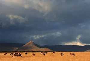 Blesbok (Damiliscus dorcas phillipsi) Herd on Open Karoo Landscape Blesbok (Damiliscus dorcas phillipsi) Herd on Open Karoo Landscape