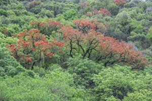 Blooming Cockspur Coral Tree -Erythrina crista-galli-, Salta, Argentina Blooming Cockspur Coral Tree -Erythrina crista-galli-, Salta, Argentina