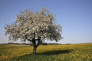 Blossoming apple tree, meadow, Upper Swabia, Baden-Wuerttemberg, Germany, Europe Blossoming apple tree, meadow, Upper Swabia, Baden-Wuerttemberg, Germany, Europe