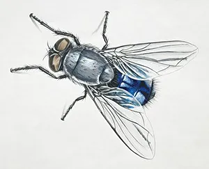 Blue Bottle Fly, Calliphora vomitoria, overhead view Blue Bottle Fly, Calliphora vomitoria, overhead view