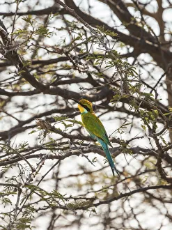 Blue-cheeked Bee-eater -Merops persicus- perched on a dry acacia tree, Etosha National Park, Namibia