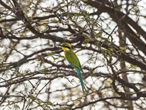 Blue-cheeked Bee-eater -Merops persicus- perched on a dry acacia tree, Etosha National Park, Namibia