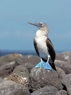 Blue-footed booby (Sula nebouxii excisa) Blue-footed booby (Sula nebouxii excisa)