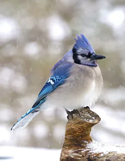 Blue Jay Perched on a Log Blue Jay Perched on a Log