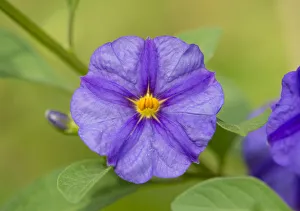 Blue Potato Bush -Lycianthes rantonnetii-, flowering, Thuringia, Germany Blue Potato Bush -Lycianthes rantonnetii-, flowering, Thuringia, Germany