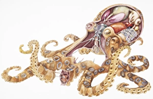 Blue-Ringed Octopus (Hapalochlaena), internal anatomy, cross-section Blue-Ringed Octopus (Hapalochlaena), internal anatomy, cross-section