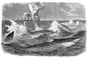 Blue sharks (Prionace glauca) and sailors in danger Blue sharks (Prionace glauca) and sailors in danger
