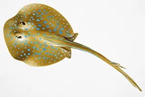 Collections/dorling kindersley prints/blue spotted stingray dasyatis kuhlii Collections/dorling kindersley prints/blue spotted stingray dasyatis kuhlii