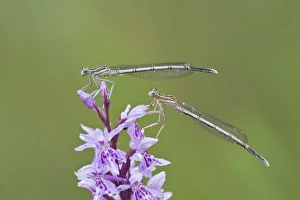 Two Blue-tailed Damselfies -Ischnura elegans- on a Heath Spotted Orchid or Moorland Spotted Orchid -Dactylorhiza Two Blue-tailed Damselfies -Ischnura elegans- on a Heath Spotted Orchid or Moorland Spotted Orchid -Dactylorhiza