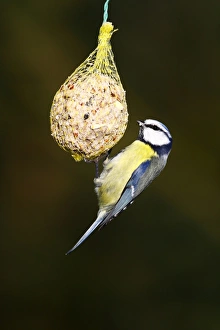 Blue Tit -Parus caeruleus- hanging from a fat ball Blue Tit -Parus caeruleus- hanging from a fat ball