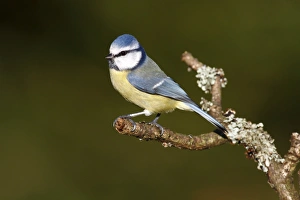 Blue Tit -Parus caeruleus- perched on a lichen-covered branch, Neunkirchen, Siegerland district, North Rhine-Westphalia Blue Tit -Parus caeruleus- perched on a lichen-covered branch, Neunkirchen, Siegerland district, North Rhine-Westphalia