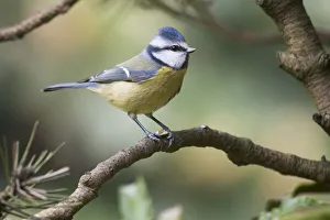 Blue Tit (Parus caeruleus) sitting on branch, Lower Saxony, Germany Blue Tit (Parus caeruleus) sitting on branch, Lower Saxony, Germany