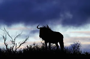 Blue Wildebeest, Kgalagadi Transfrontier NP, RSA Blue Wildebeest, Kgalagadi Transfrontier NP, RSA