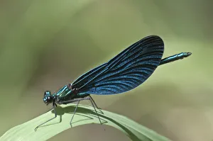 Blue-winged Beautiful Demoiselle -Calopteryx virgo-, Untergroningen, Abtsgmuend, Baden-Wurttemberg, Germany Blue-winged Beautiful Demoiselle -Calopteryx virgo-, Untergroningen, Abtsgmuend, Baden-Wurttemberg, Germany
