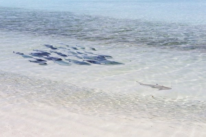 Bluefin Trevally -Caranx melampygus- chasing a Blacktip Reef Shark -Carcharhinus Bluefin Trevally -Caranx melampygus- chasing a Blacktip Reef Shark -Carcharhinus
