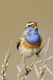 Bluethroat -Luscinia svecica cyanecula-, singing on perch, De Geul, Texel, Texel, West Frisian Islands Bluethroat -Luscinia svecica cyanecula-, singing on perch, De Geul, Texel, Texel, West Frisian Islands