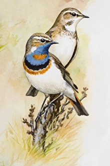 Bluethroat (Luscinia svecica), male and female, perching on a branch, looking away Bluethroat (Luscinia svecica), male and female, perching on a branch, looking away