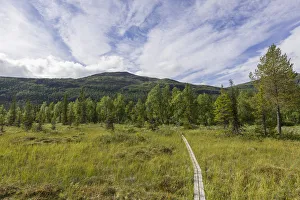 Boardwalk over a marsh meadow, Norrbotten County, Sweden Boardwalk over a marsh meadow, Norrbotten County, Sweden