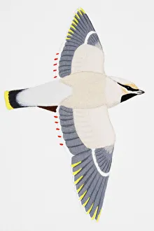 Bohemian Waxwing (Bombycilla garrulus), adult Bohemian Waxwing (Bombycilla garrulus), adult
