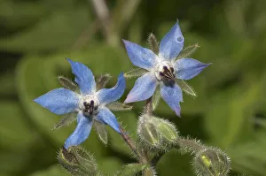 Borage or Starflower -Borago officinalis-, Baden-Wuerttemberg, Germany Borage or Starflower -Borago officinalis-, Baden-Wuerttemberg, Germany